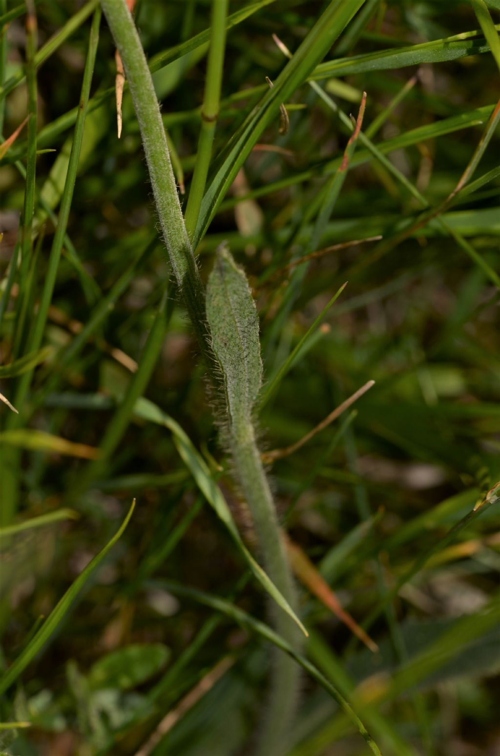 Pilosella cymosa / Pelosella cimosa